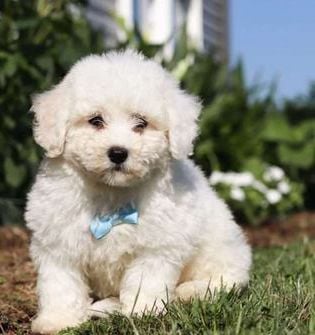Victor