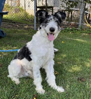Yankee Noodle the Doodle