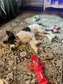Yankee Noodle the Doodle