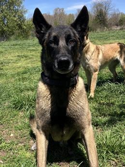 Alpha