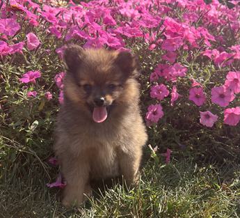 Asher