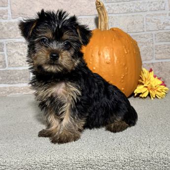 Bailey