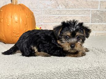 Bailey