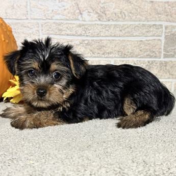 Bailey