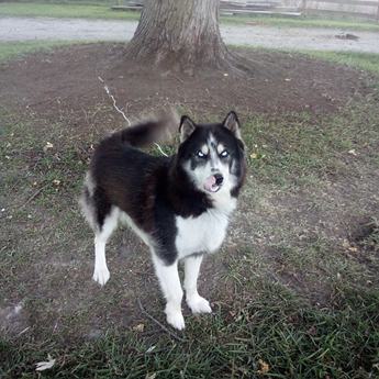 Balto