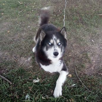 Balto
