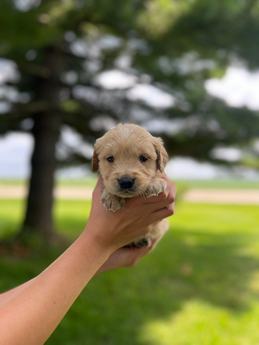 Bella