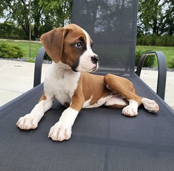 Betsy Akc