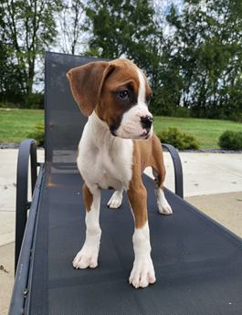 Betsy Akc