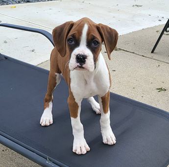 Betsy Akc