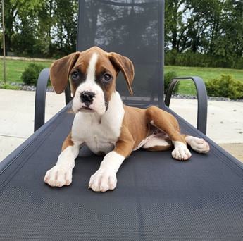 Betsy Akc