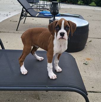 Betsy Akc