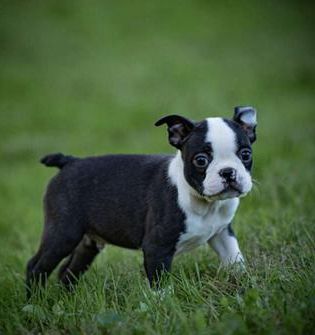 Billy