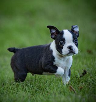 Billy