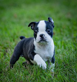 Billy