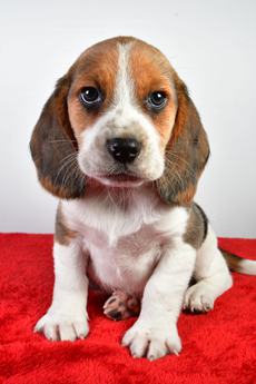 Bo