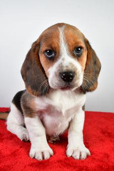 Bo
