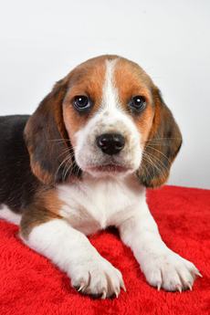 Bo