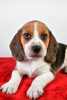 Bo