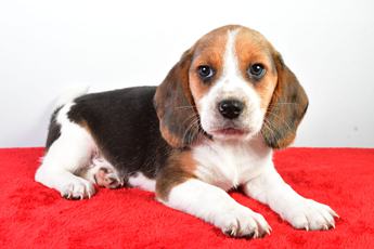 Bo