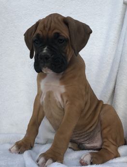 Bruno