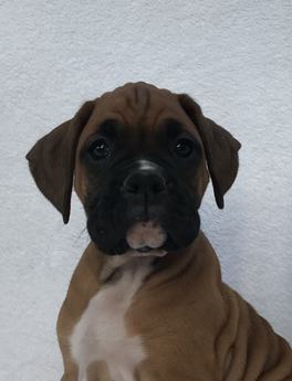 Bruno