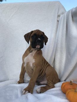 Bruno
