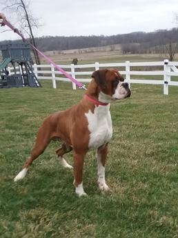 Bruno