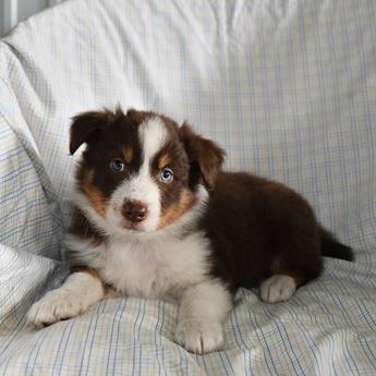Buddy