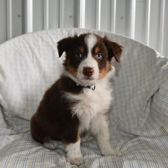 Buddy