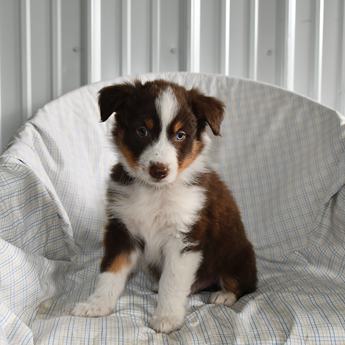 Buddy