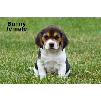 Bunny