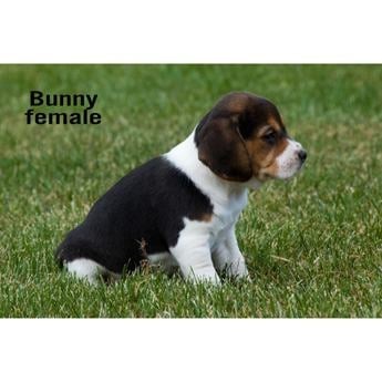 Bunny