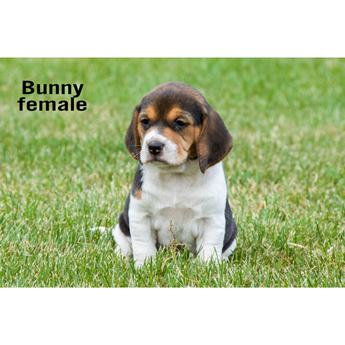 Bunny