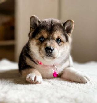 Chloe