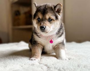 Chloe