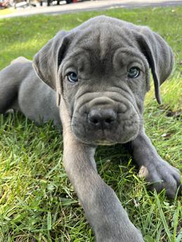 Chubby
