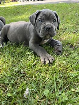 Chubby