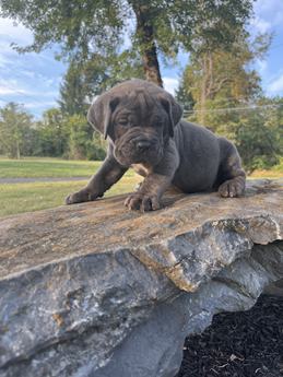 Chubby
