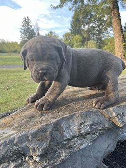 Chubby