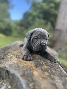 Chubby
