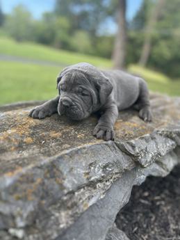 Chubby