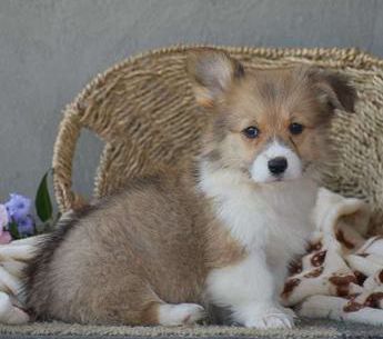 Cooper