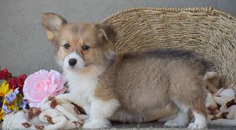 Cooper