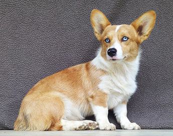 Cooper