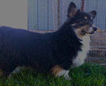 Cooper