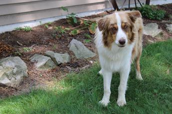 Cooper