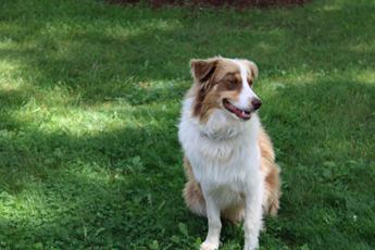 Cooper