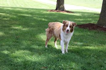 Cooper