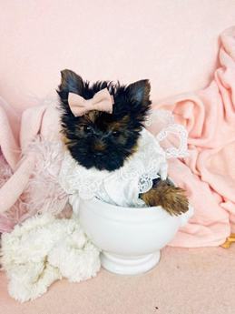 Cutie Pie